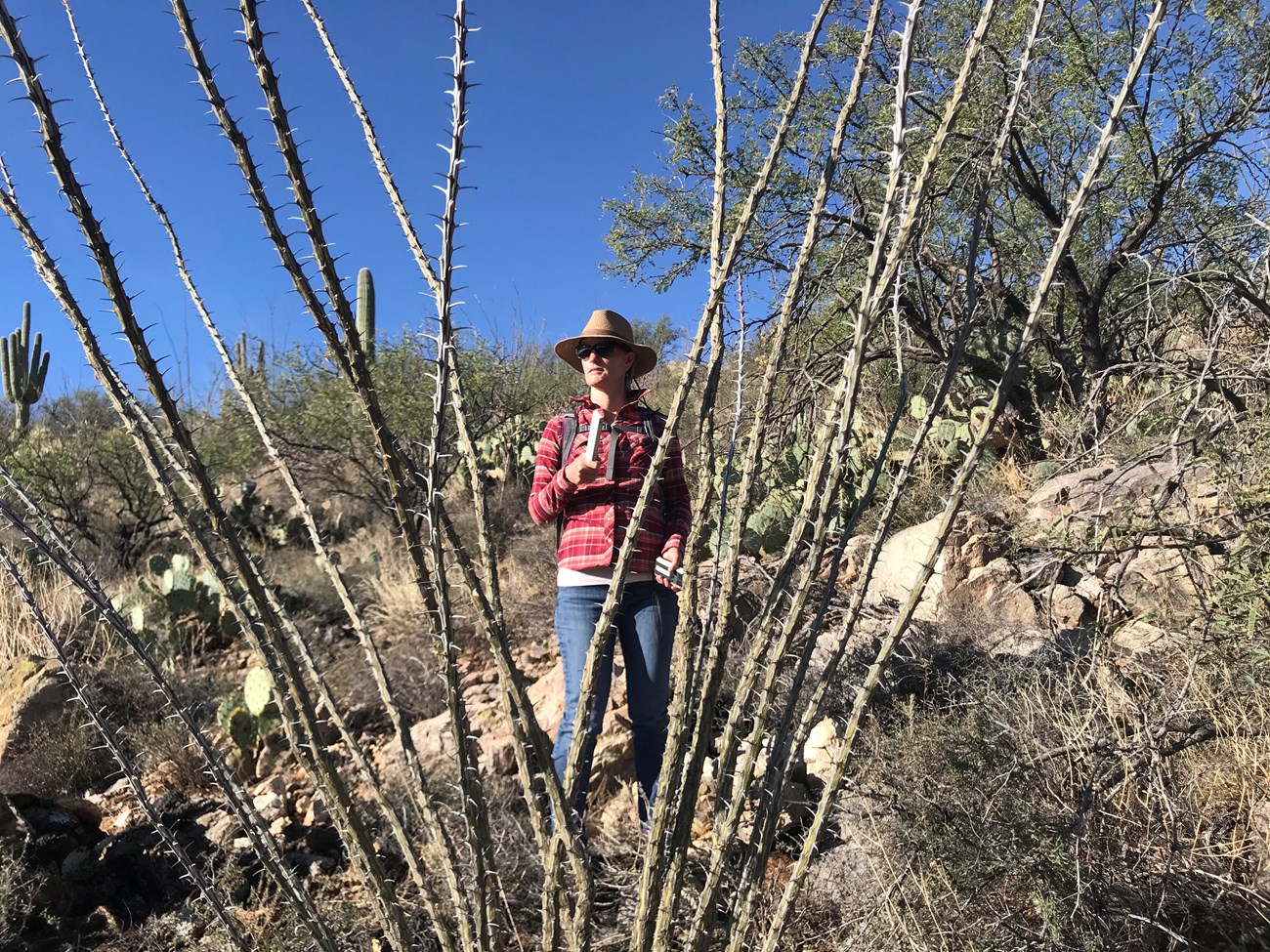 Woman wearing a red jacket behind an ocotillo
