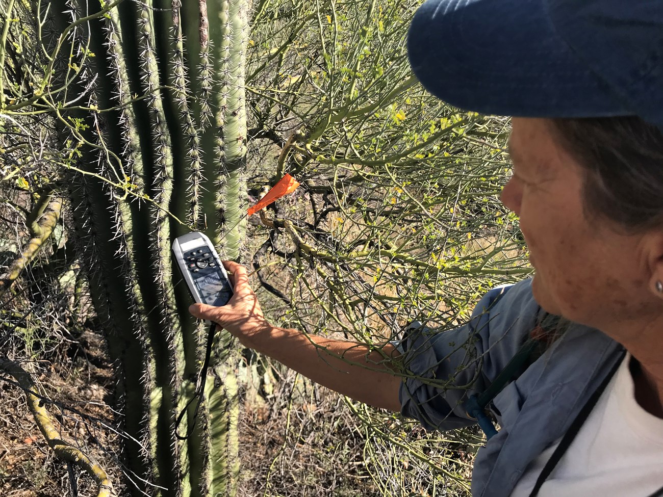 A volunteer using a device to find the coordinates of a saguaro