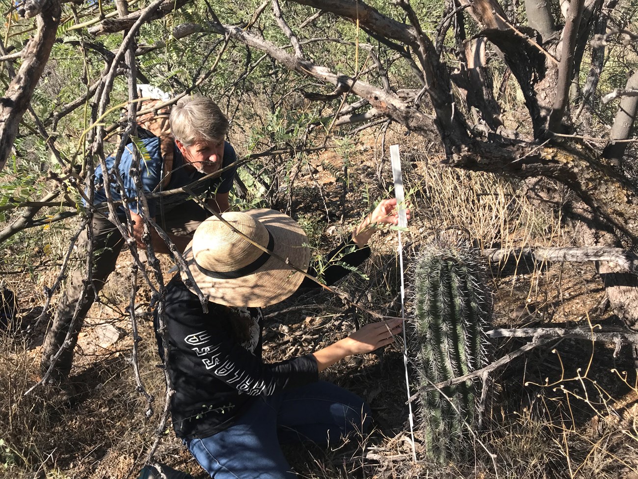 Two volunteers measuring the height of a short saguaro next to its nurse tree using a meter stick