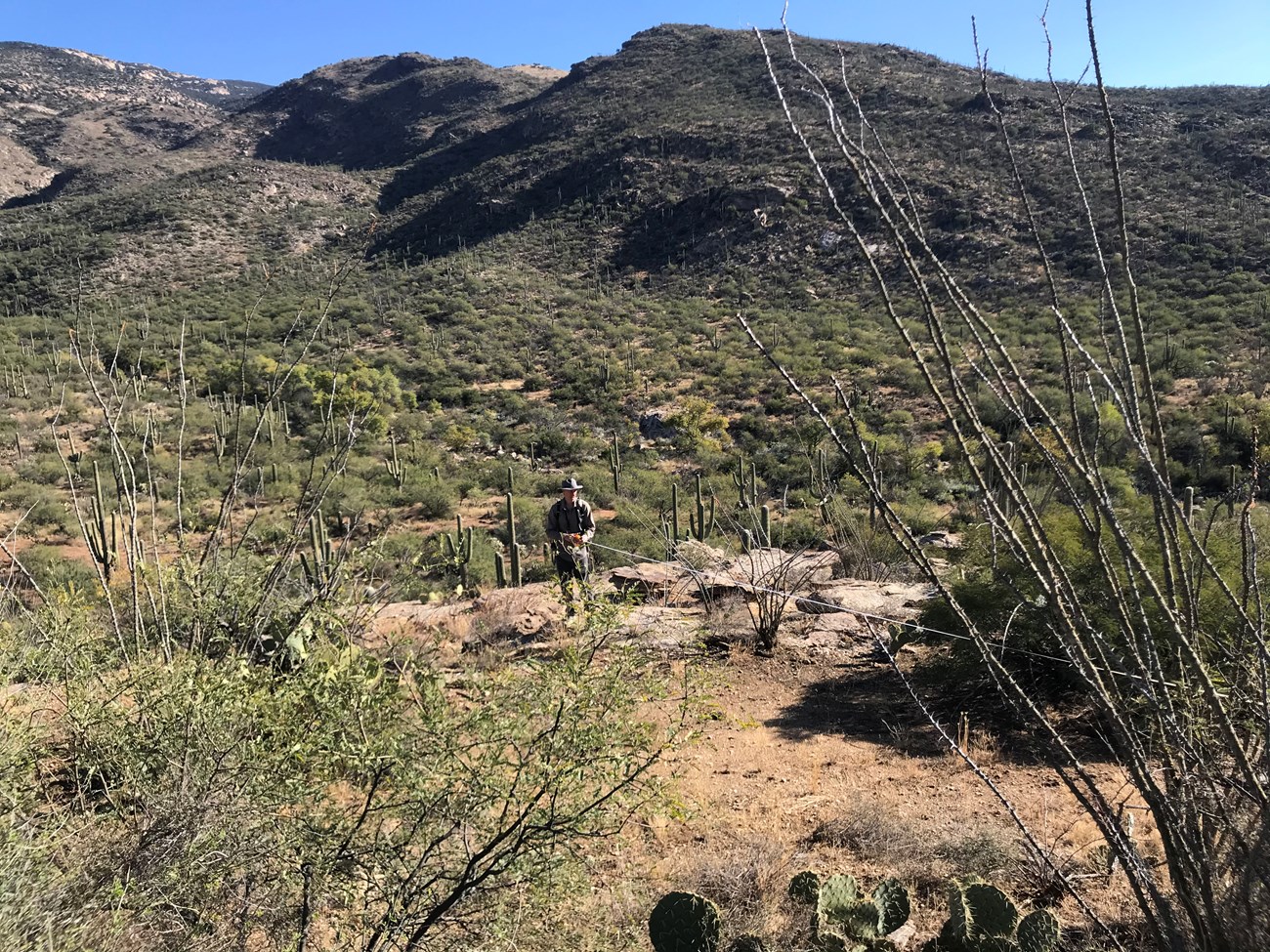 A man using a tape measure to find his distance from a giant saguaro