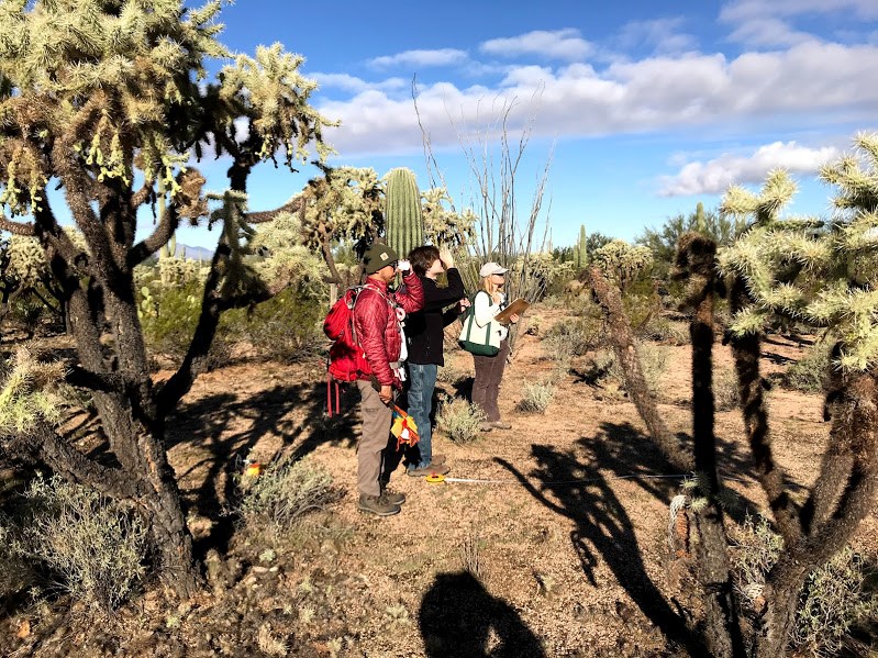 Two people using a clinometer to check the height of a saguaro. Next to them is another person taking down notes.