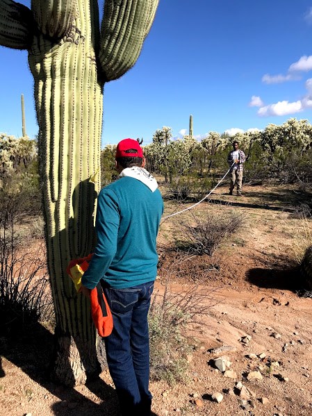 Two male volunteers using a tape measure to measure their distance from a saguaro