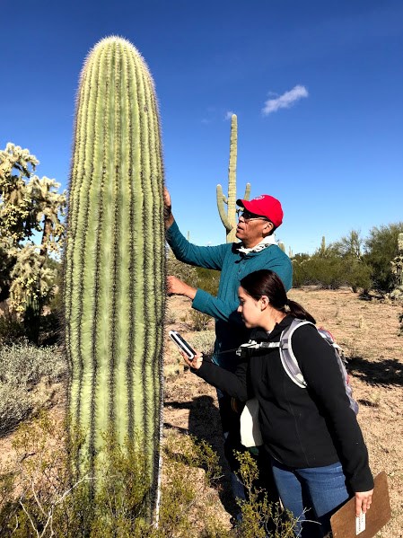 Two volunteers finding the height and coordinate of a saguaro