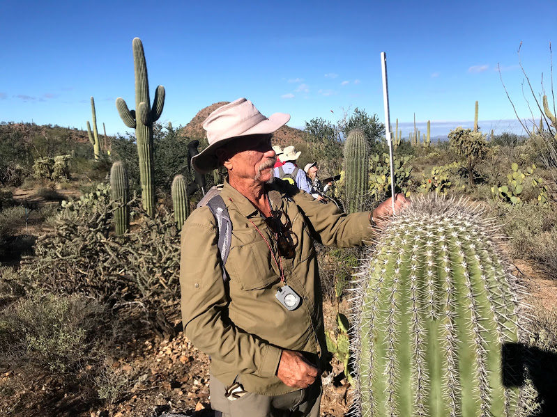 A man using a meter stick to find the height of a saguaro