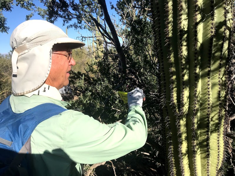 A man putting a flag through the spines of a saguaro