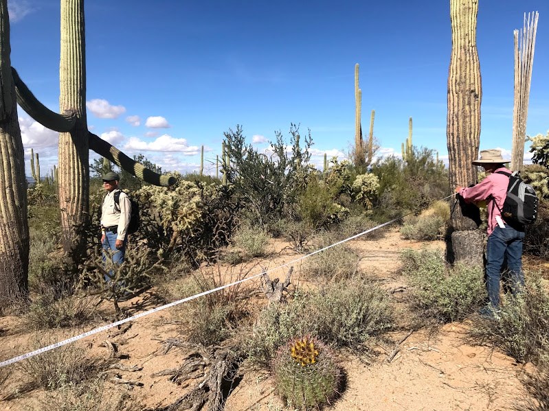 Two men in the field. One is standing under the arm of a saguaro while the other is holding a tape measure next to a saguaro.