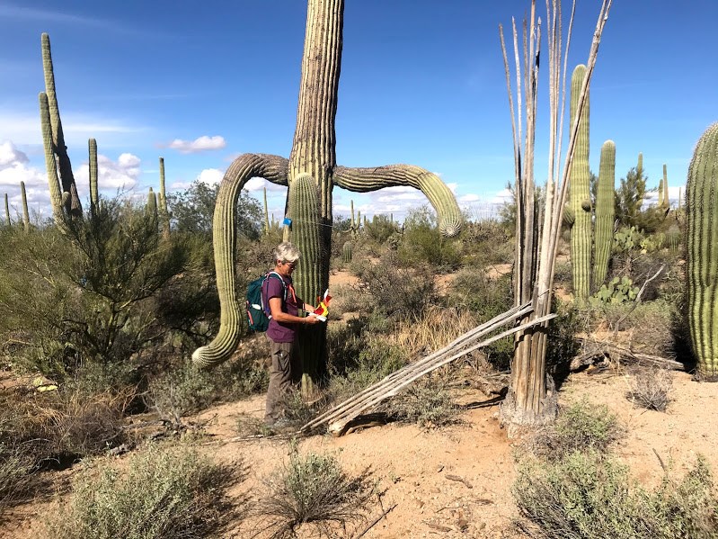 A person standing next to a flagged saguaro.
