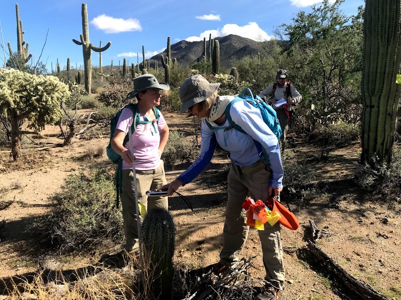 Women working together to find the height and coordinates of a saguaro.