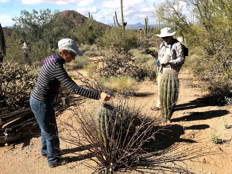 Woman putting a blue flag through spines of a short saguaro