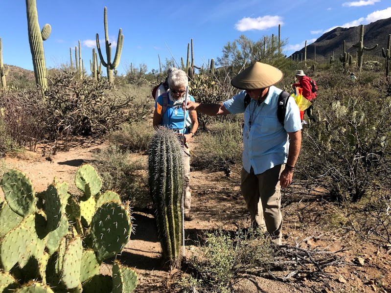 A man measuring the height of a short saguaro using a meter stick