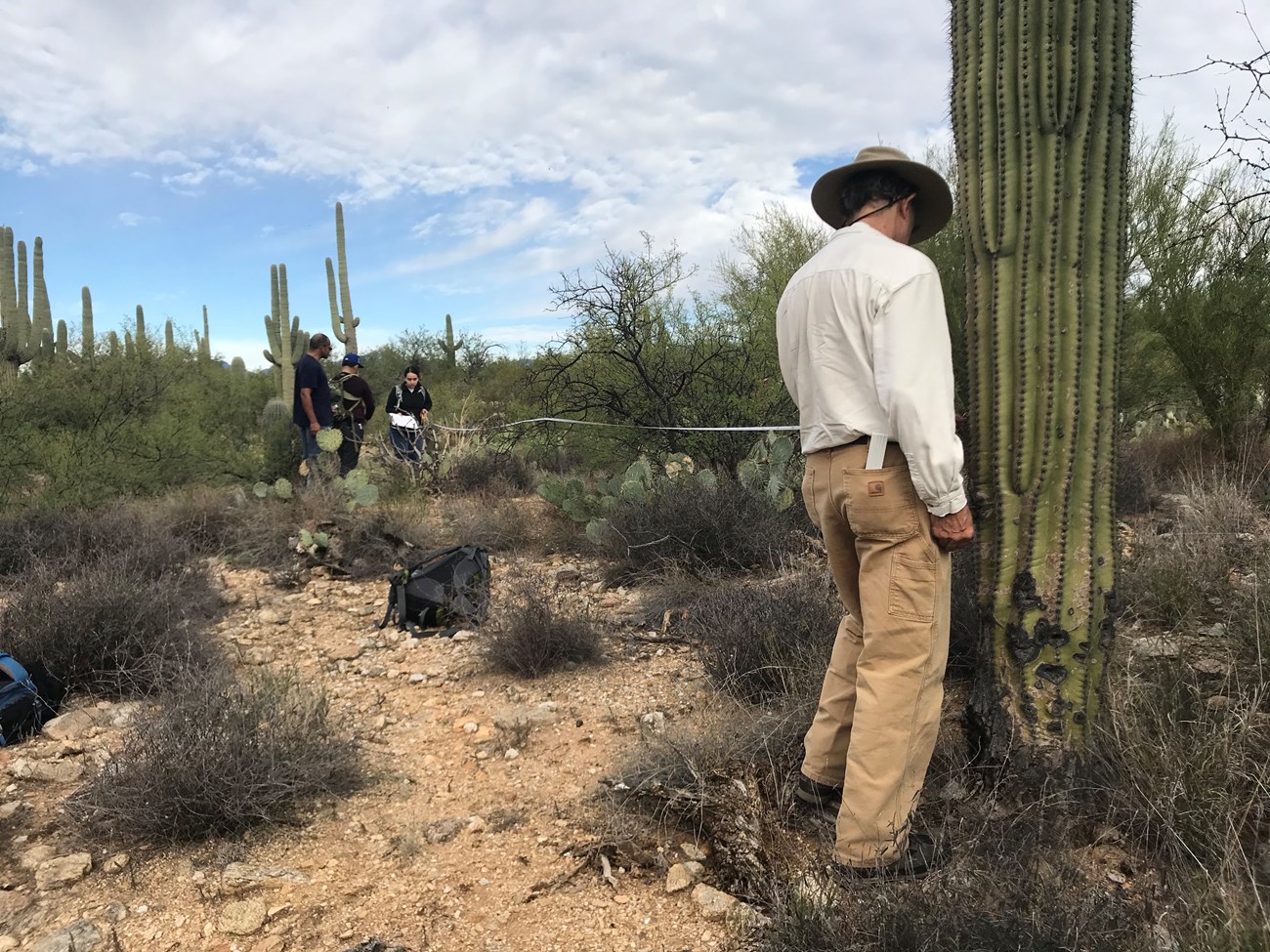 People working together to measure their distance from a saguaro using a measuring tape