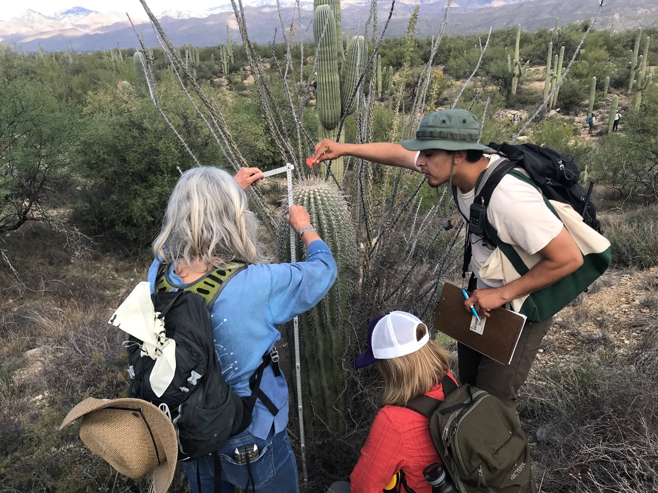 People working together to find the height of a saguaro. A woman is finding the height of a saguaro using a meter stick. A man is putting a flag through the spines of a saguaro. Another woman is squatting down facing the saguaro.