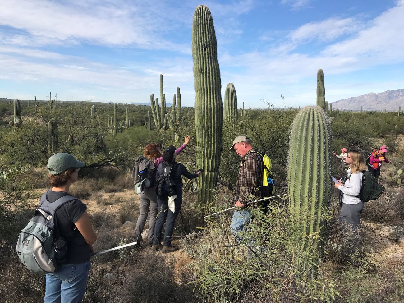 Volunteers out in the field collecting saguaro data