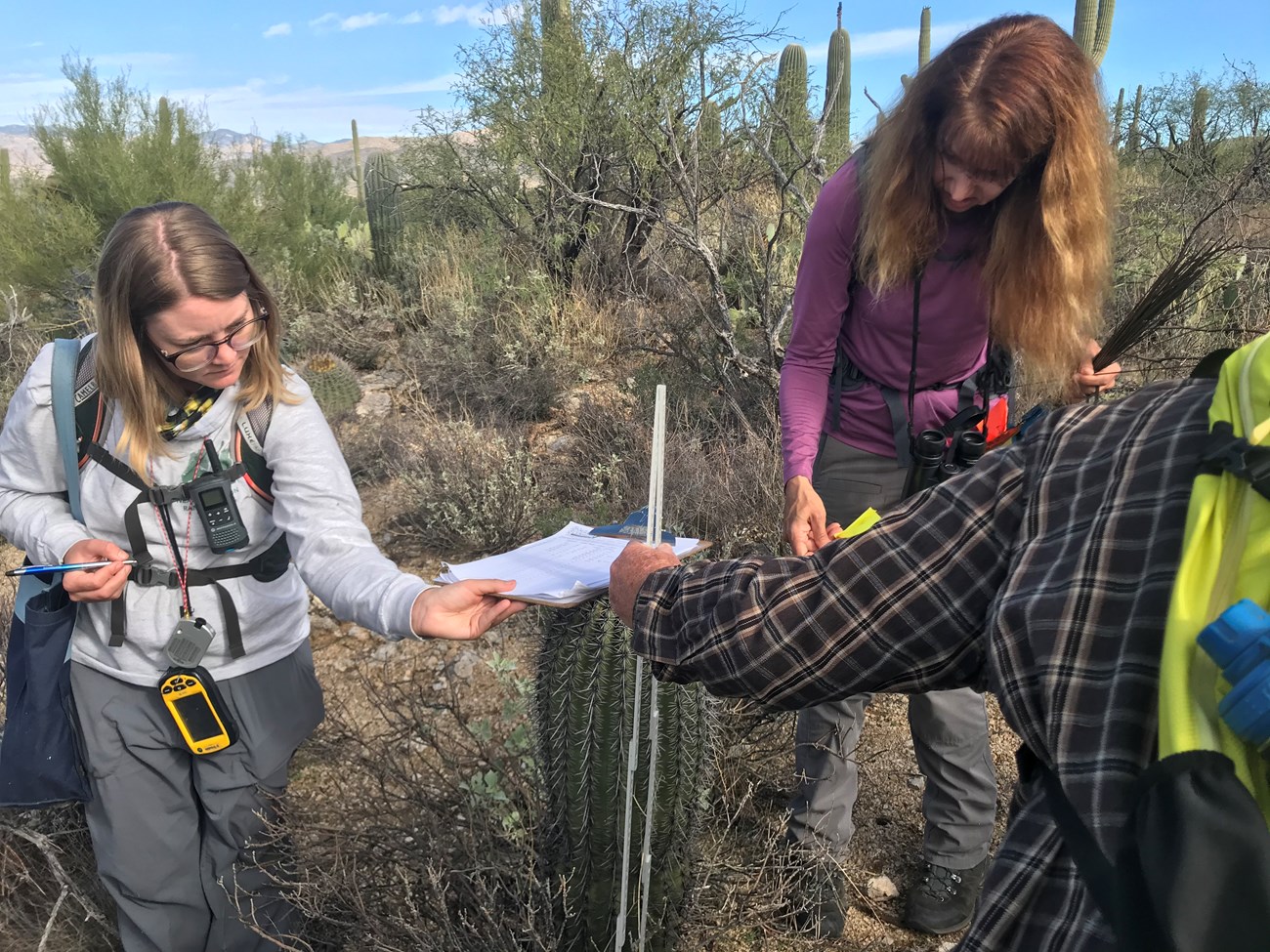 Three people working together to measure the height of a saguaro using a meter stick
