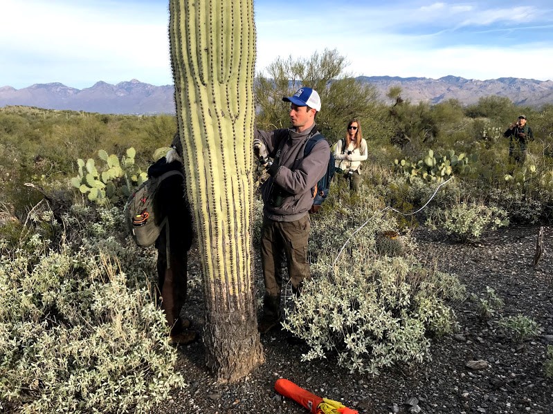 A group of volunteers working together to measure the height of a saguaro