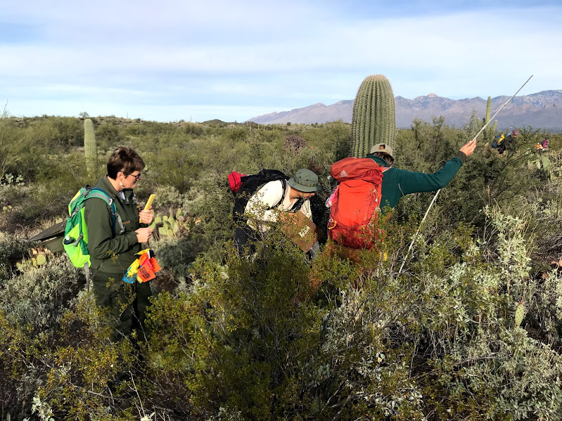 Park staffs out in the field. There is a lot of vegetation.