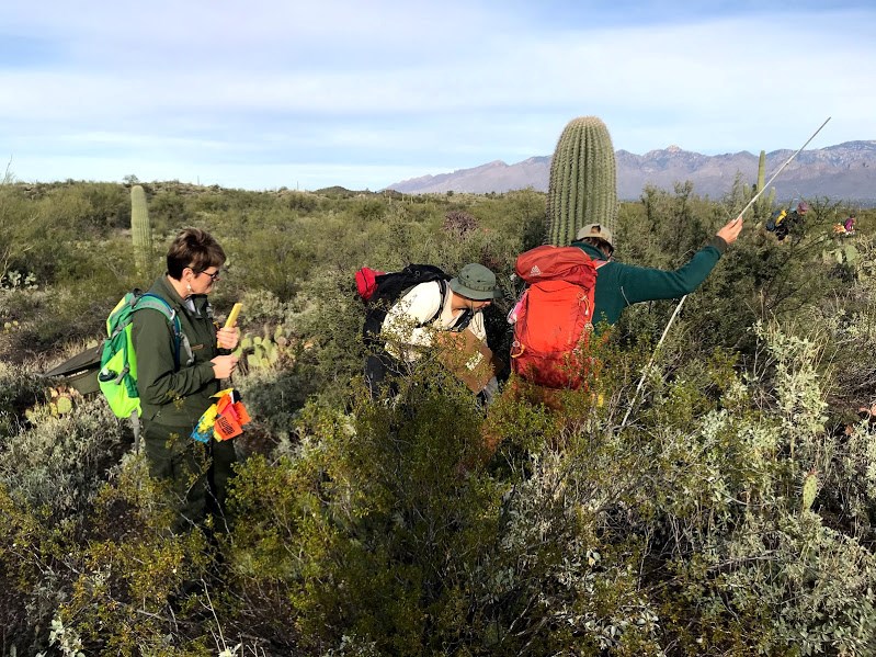 Park staffs out in the field. There is a lot of vegetation.