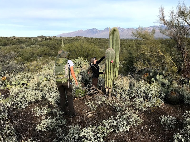 A woman measuring the height of a saguaro using a meter stick