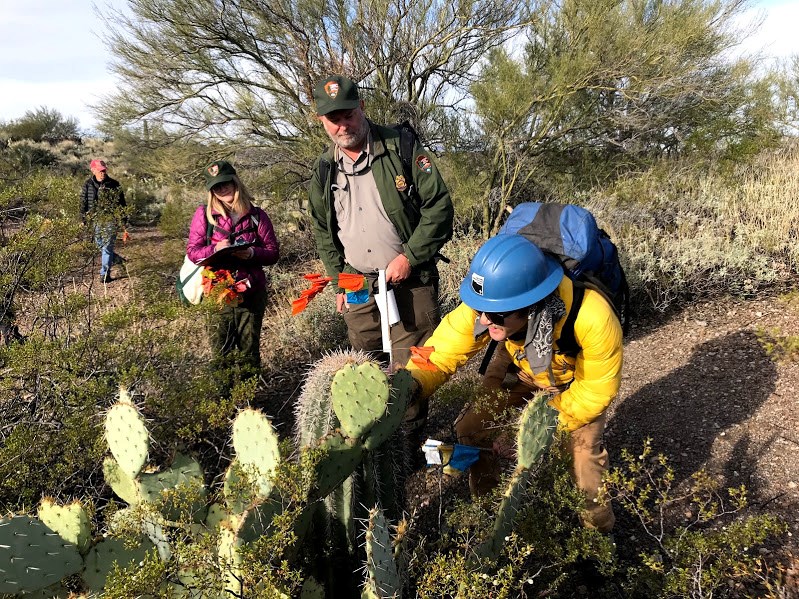 Park staff measuring the height of a small saguaro surrounded by prickly pears