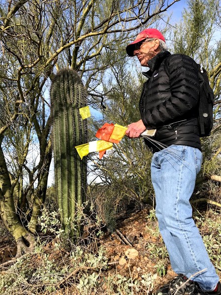A man holding flags colored yellow, orange, and white. He is standing next to a saguaro under a nurse tree