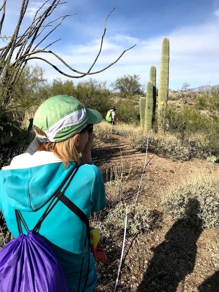 A woman looking through a clinometer to measure the height of a saguaro ten meters away from her
