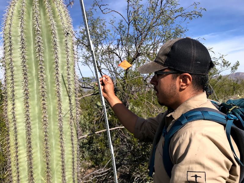 A man sliding a flag through the spines of a saguaro