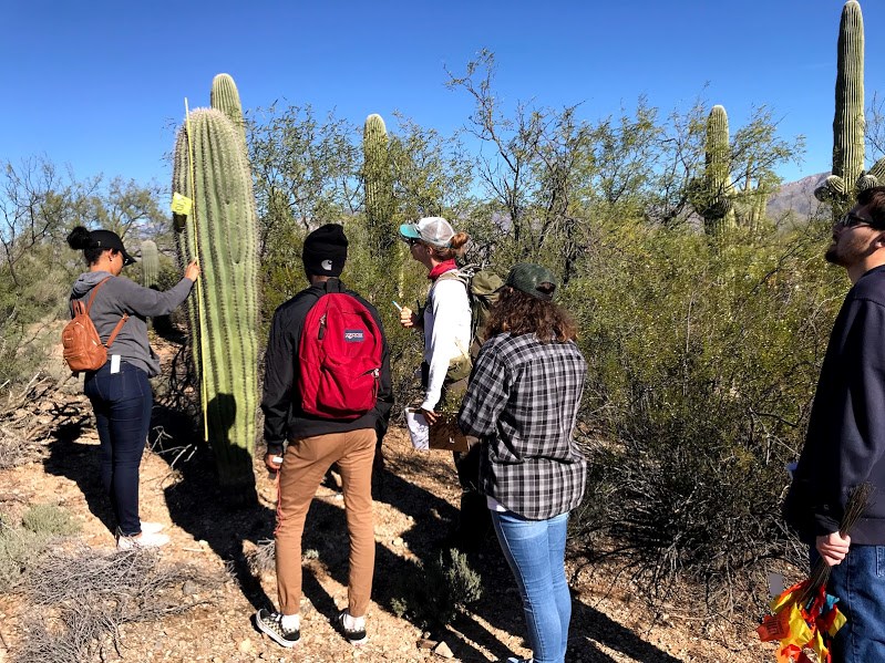 Students measuring the height of a saguaro using a yellow meter stick