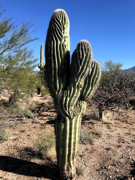 Short crested saguaro with two arms