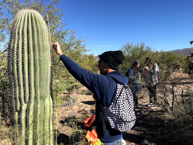 A student finding the height of a saguaro using a yellow folding ruler
