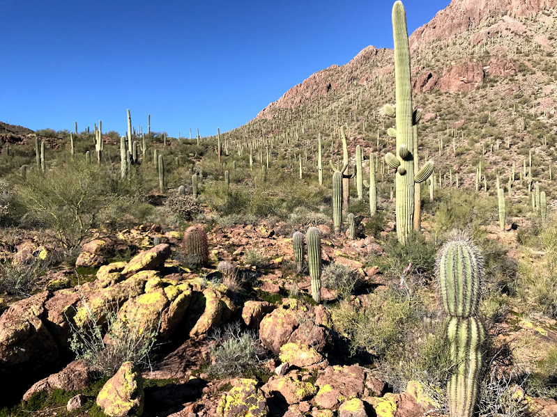 Scenic view of the plot