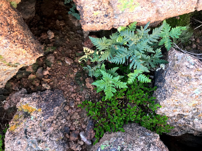 Close up shot of a star cloak fern.