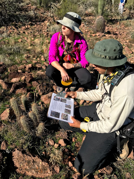 Volunteers looking at a cluster of hedgehog cacti