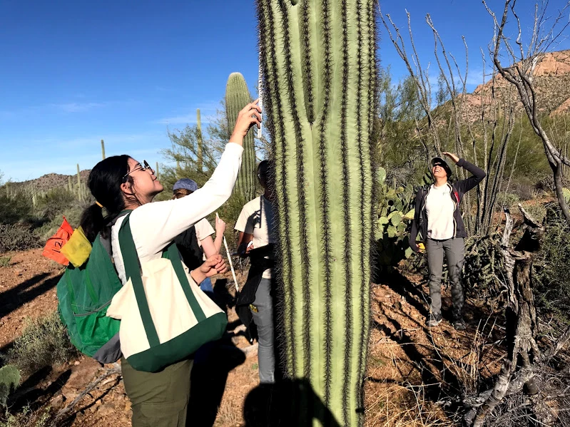 Cactus Rangers A student finding the height of a saguaro using a white folding ruler