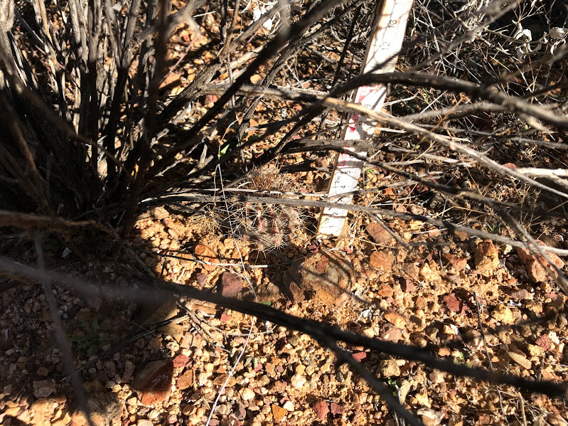 Small baby saguaro about 5 cm in height. It is growing next to a shrub.