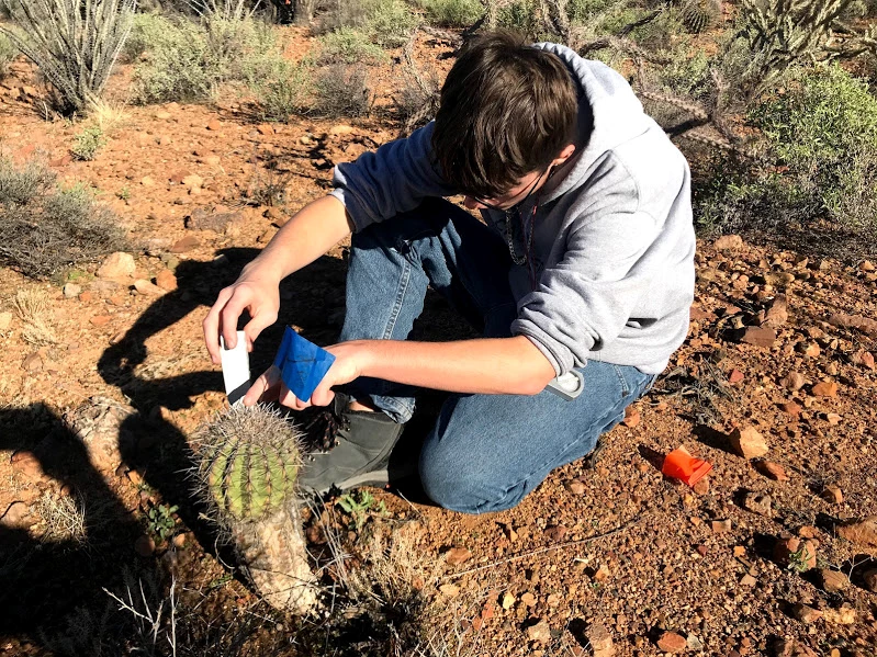 Measuring the height of a saguaro A boy measuring the height of a short saguaro using a folding ruler
