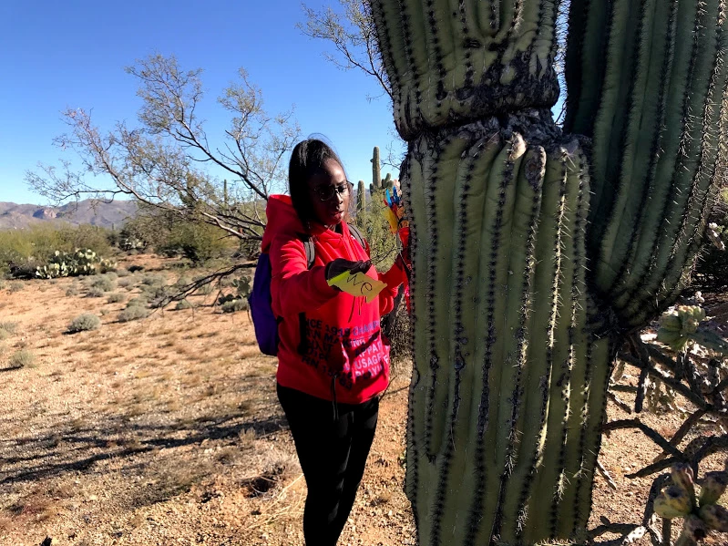 ACPA student A student sliding a yellow flag through the spines of a saguaro