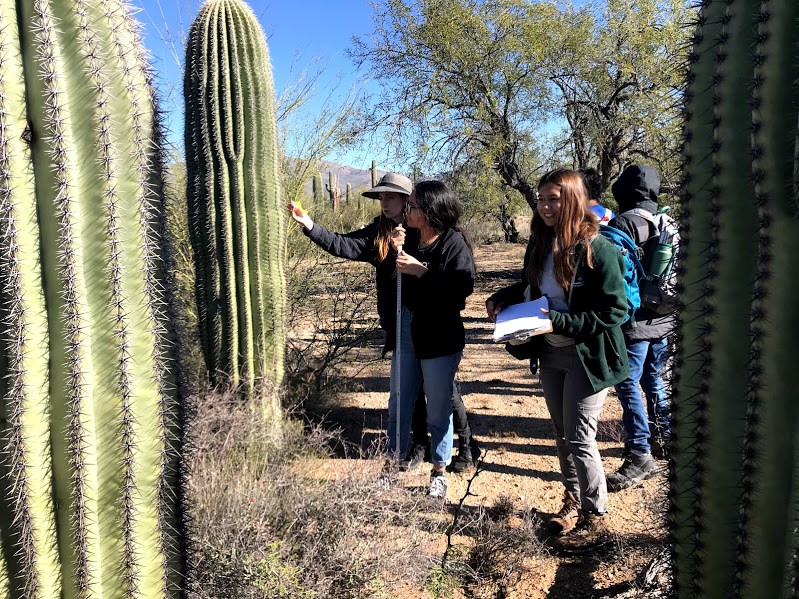 A student sliding a flag through the spines of a saguaro