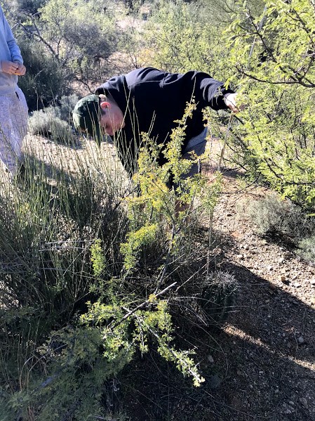 A student measuring the height of a short saguaro hiding under rich vegetation