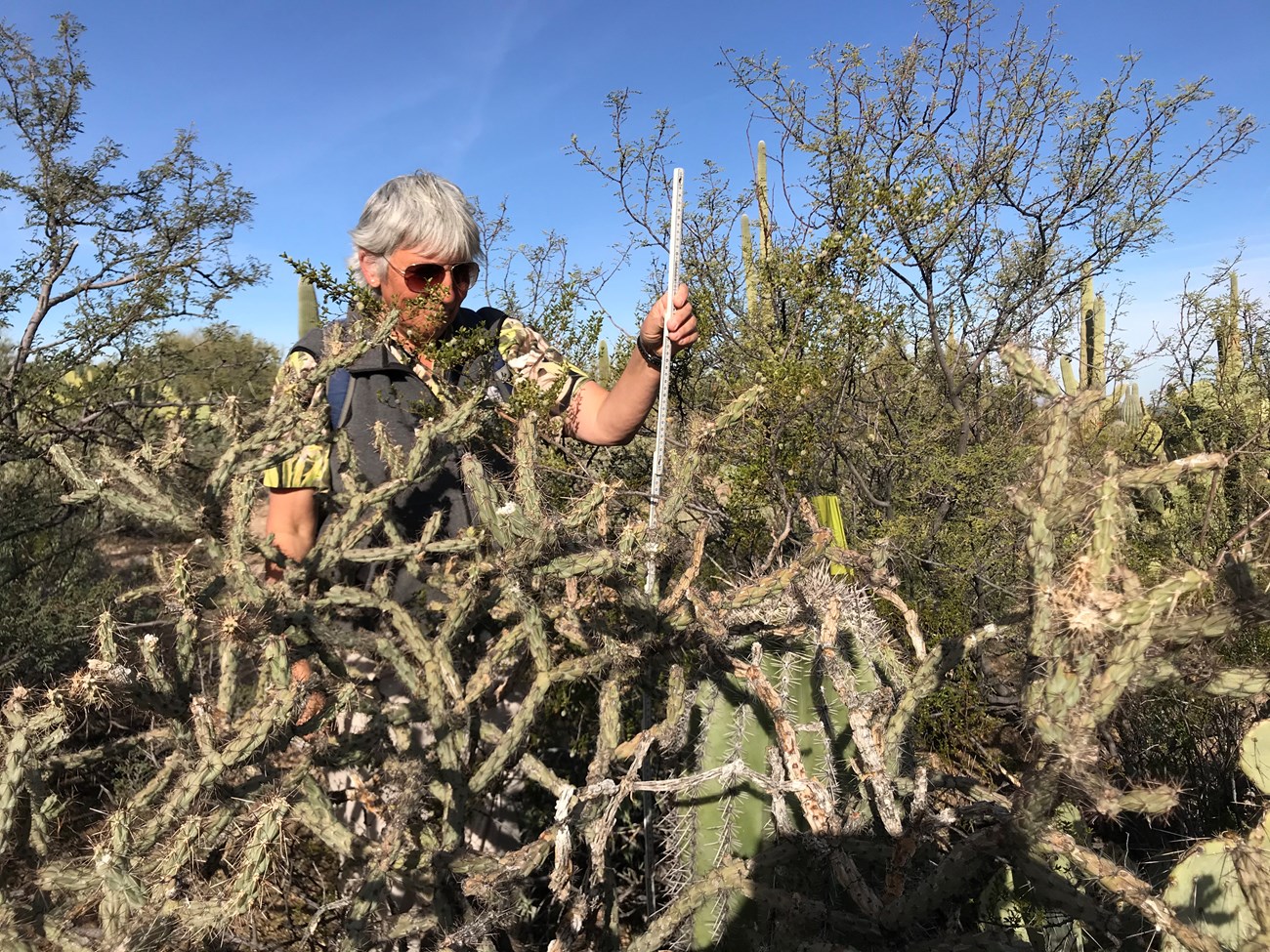 Volunteer navigates cholla cactus to measure saguaro