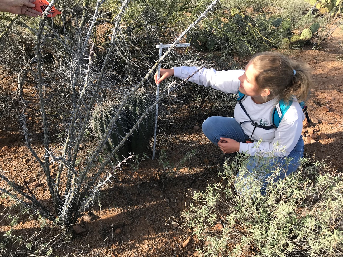 Volunteer measures small twin saguaro