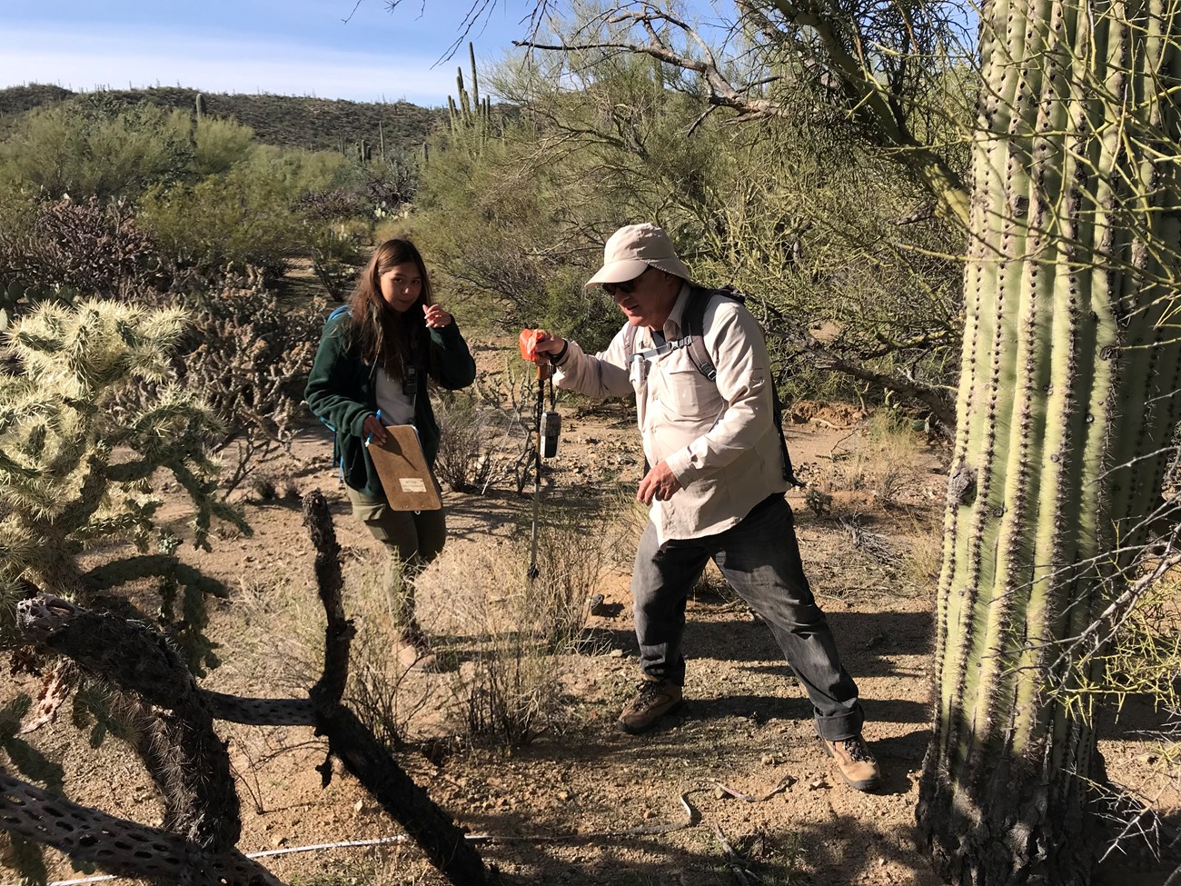 Park staff and volunteer on the saguaro census plot