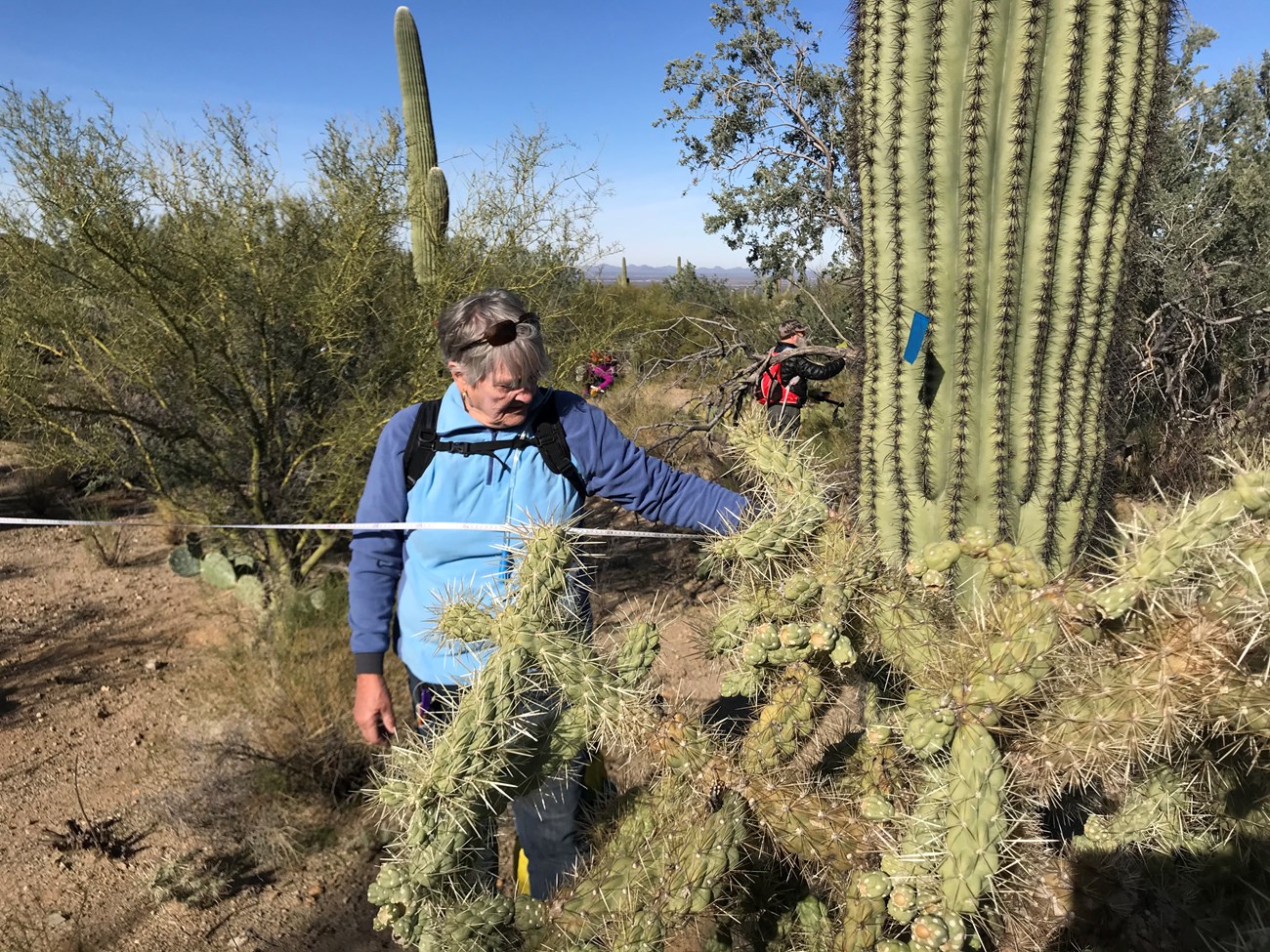 Volunteer helps to measure a large saguaro