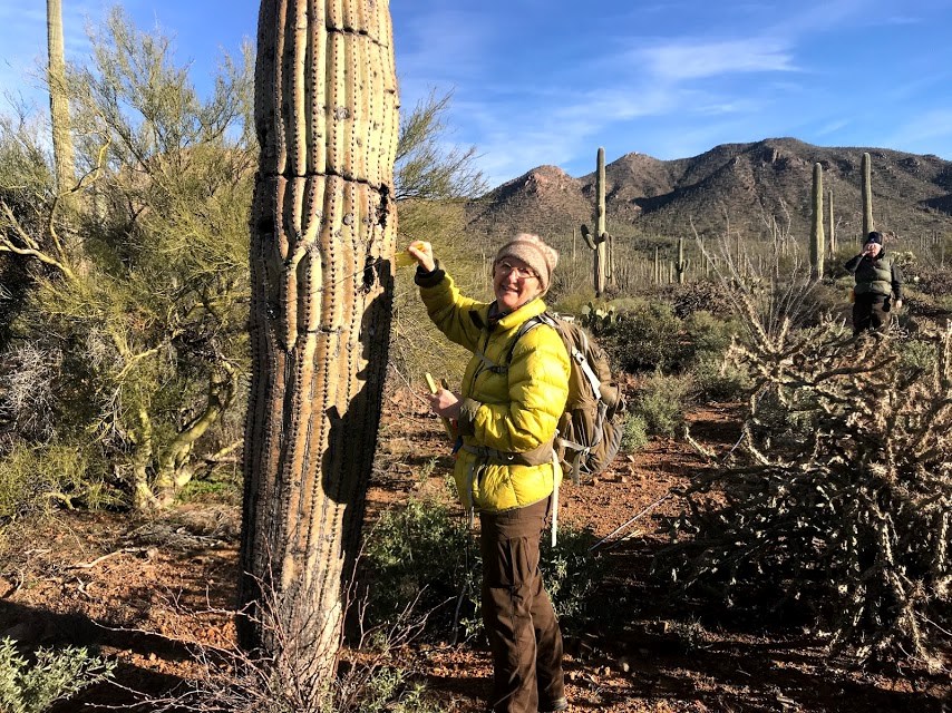 A woman sliding a yellow flag through the spines of a saguaro. A few feet from her is a man using a clinometer to find the height of the saguaro she just flagged.