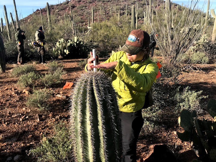 A woman using a folding ruler to measure the height of a saguaro
