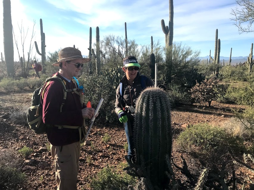 Park staffs measuring the height of a saguaro using a white folding ruler