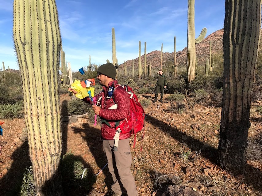 A man putting a yellow flag through the spines of a saguaro while a woman a few feet from him is using a clinometer to measure the height of the same saguaro