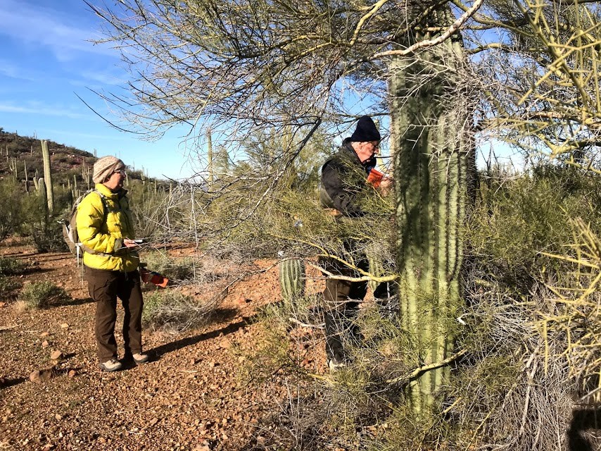 A man putting an orange flag through the spines of a saguaro