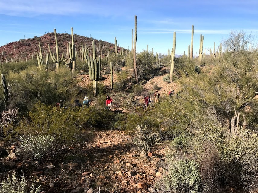 Park staffs walking around the plot looking for smaller saguaros