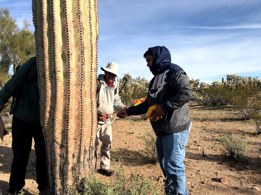 Individual volunteers working together to set up measuring tape used to measure their distance from the base of a saguaro.