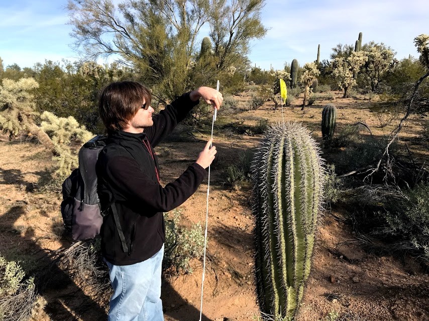 A man unfolding a folding ruler. In front of him is a saguaro with yellow flag.